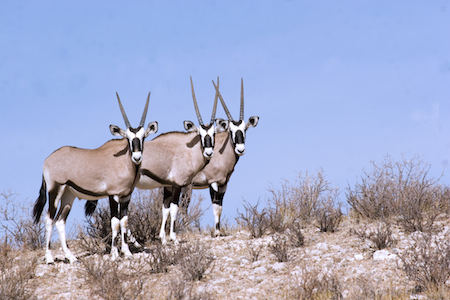 Kalahari Oryx - image by Shutterstock
