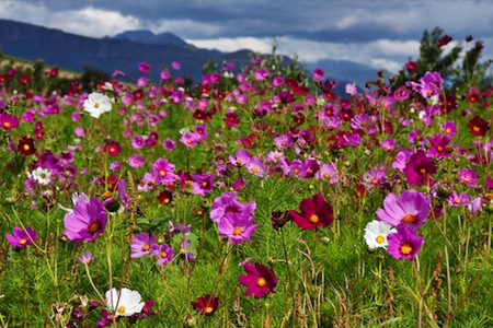 Cosmos flowers in South Africa