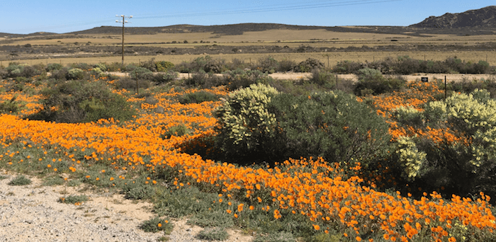 Wildflower safari along South Africa's West Coast