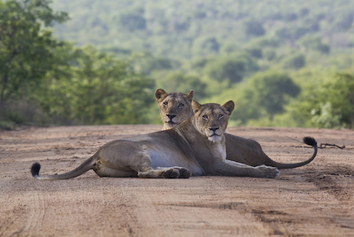 Lions in the Kruger Park