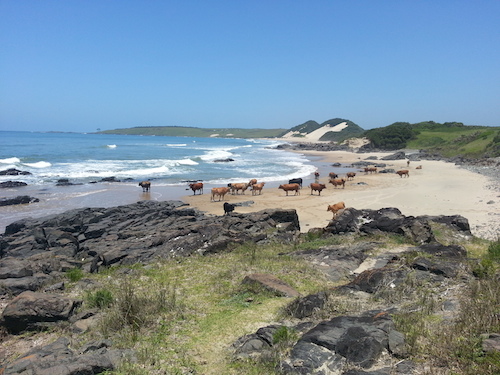 Eastern Cape Cows on the Beach, image by Derryn Campbell