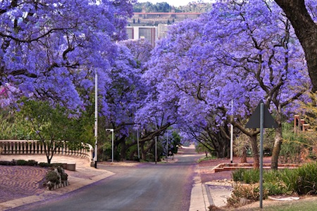 Jacaranda Tree by Daleen Loest/shutterstock.com