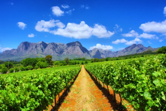 Cape Winelands