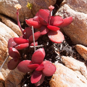 crassula