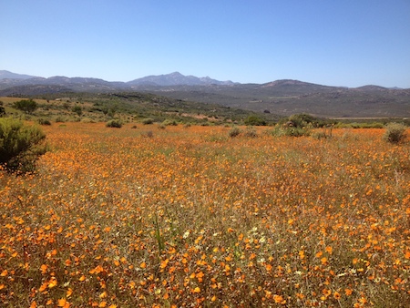 Wildflowers in Bloom at Namaqua National Park in South Africa