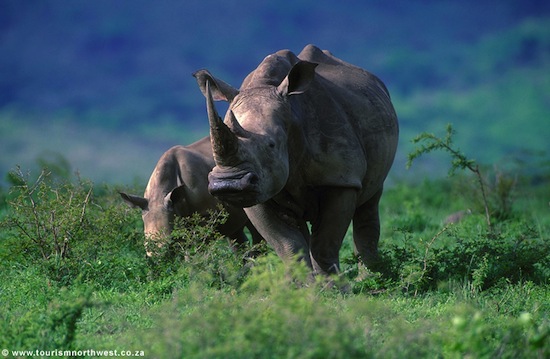 South African rhino by TourismNorthWest